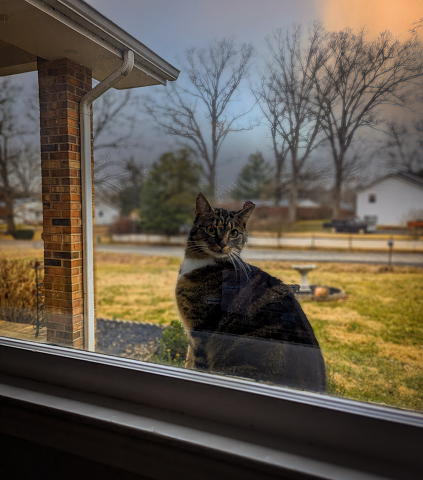 Cat In Window-Edit